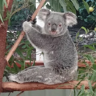 🐨 koala, animal, wildlife, australia, marsupial, nature, eucalyptus telegram sticker