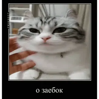 😏 о заебок mèo, động vật, thú cưng, dễ thương, hài hước, meme telegram sticker