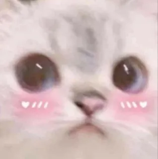 💕 gatto, carino, animale, animale domestico, gattino, arrossire telegram sticker