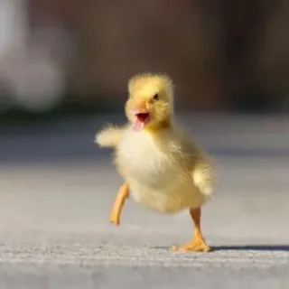 👺 duck, animal, cute, bird, fluffy whatsapp sticker