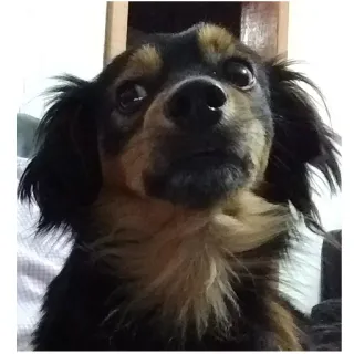 👀 pies, zwierzę, zwierzak, słodki, portret telegram sticker
