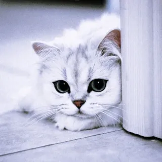 🤪 mèo, mèo trắng, dễ thương, động vật, thú cưng, vật nuôi telegram sticker