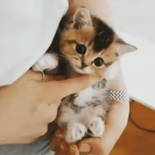 🐈 anak kucing, kucing, binatang, hewan peliharaan, lucu, kecil whatsapp sticker