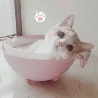 🍣 猫, 子猫, 可愛い, 動物, ペット, ボウル telegram sticker