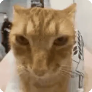 🕺 gatto, gatto arancione, gatto divertente, animale, animale domestico, gatto domestico whatsapp sticker