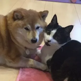 🏷 chó, mèo, động vật, tình bạn, thú cưng, shiba inu, mèo tuxedo telegram sticker