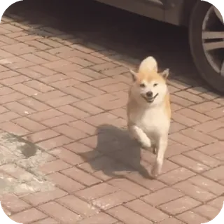 😀 Shiba Inu whatsapp sticker