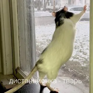 😷 дистанционка - тварь rat, fenêtre, animal, extérieur, froid, neige telegram sticker