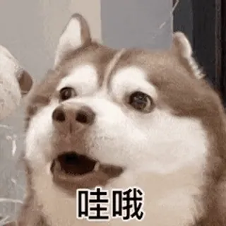 猫狗-免费送飞机会员 👉 @bqb108 telegram stickers