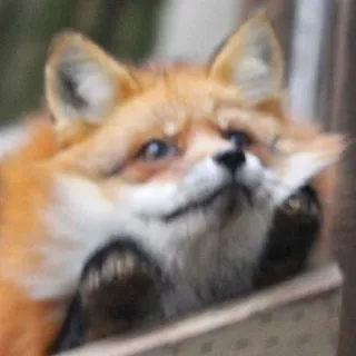 🦊 whatsapp sticker