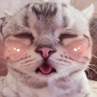 🐱 gato, animal, animal de estimação, fofo, língua, corar, kawaii telegram sticker