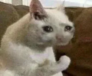 🐈 chat, pleure, triste, mème, émotionnel, animal whatsapp sticker