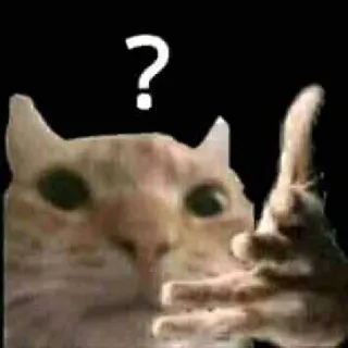 ❓ ? cat, question mark, confused, meme, animal, pet telegram sticker