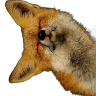 🥬 fox, animal, wildlife, nature, mammal, canine telegram sticker