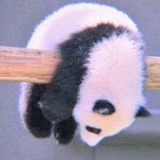 🍣 Panda, Animale, Carino, Cucciolo, Fauna selvatica, Orso telegram sticker