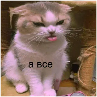 🤬 а все cat, funny, meme, russian, animal telegram sticker