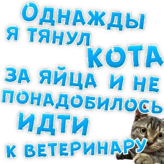 👌 Однажды я тянул кота за яйца и не понадобилось идти к ветеринару cat, animal, funny, joke, russian, text, humor telegram sticker
