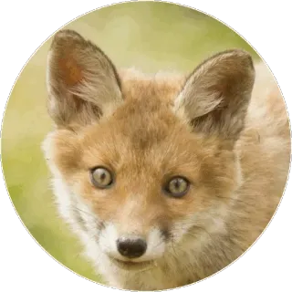 🦊 Fuchs, Tier, Wildtier, Natur, Porträt telegram sticker