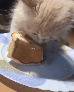 😠 gatto, pane, cibo, animale, mangiare, piatto telegram sticker