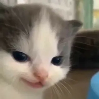 🐱 새끼 고양이, 귀여운, 고양이, 동물, 애완동물, 작은, 아기 telegram sticker