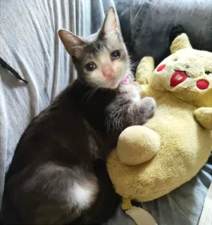 🥺 gato, pikachu, animal, pelúcia, animal de estimação telegram sticker
