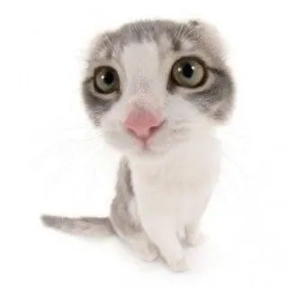 животни смотрят на тибя😻 :: @fStikBot telegram stickers