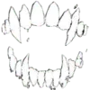 🦷