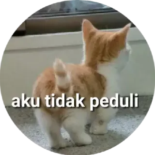 😌 aku tidak peduli แมว, ลูกแมว, สัตว์เลี้ยง, สัตว์, ความเฉยเมย, มีม telegram sticker