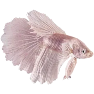 🐟 pesce betta, pesce, animale, animale domestico, acquatico, acqua dolce, pesce combattente telegram sticker