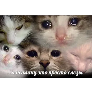 😭 ... я неплачу это просто слезы kot, mem, płacz, koty, smutny, rosyjski telegram sticker