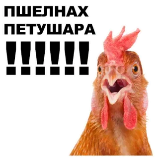 🙅‍♂️ ПШЕЛНАХ ПЕТУШАРА !!!!!! Huhn, Hahn, wütend, Beleidigung, Schimpfwort telegram sticker