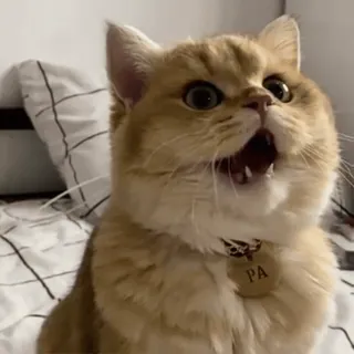 😯 PA chat, mignon, animal, animal de compagnie, domestique, collier, criant telegram sticker