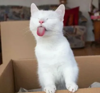 🐱 kot, zwierzę, biały kot, śmieszne, język na wierzchu, zwierzę domowe, zwierzę domowe telegram sticker
