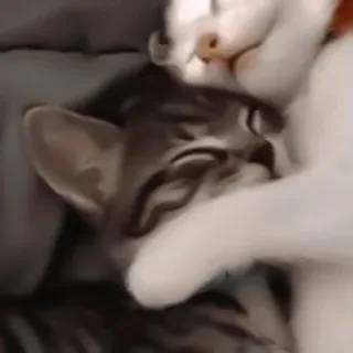 ♻️ gato, gatito, mascota, animal, lindo, durmiendo, gato doméstico, felino telegram sticker