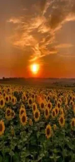 😎 sunflower, field, sunset, nature, golden hour, landscape telegram sticker