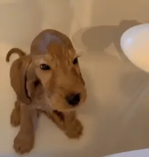 🚿 perro, cachorro, mascota, animal, lindo, baño, ducha, animal doméstico telegram sticker