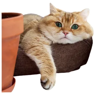 😗 cat, pet, animal, domestic cat, relaxation, feline telegram sticker