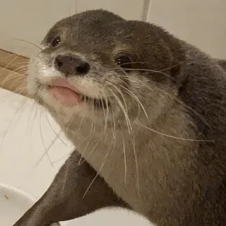 😜 loutre, animal, mignon, faune telegram sticker