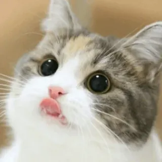 🐈 แมว, น่ารัก, สัตว์เลี้ยง, สัตว์, เลีย, ลิ้น telegram sticker