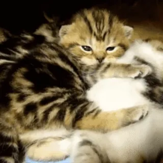 😽 chaton, chat, animal, animal de compagnie, mignon, félin telegram sticker