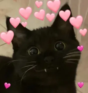 🥰 kot, czarny kot, serca, słodki, zwierzę whatsapp sticker