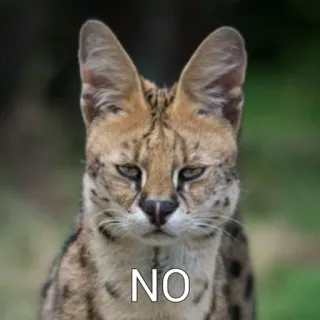 ❌ NO Serval, Katze, Nein, Tier, Meme whatsapp sticker