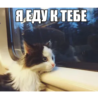Котеечные дела telegram stickers