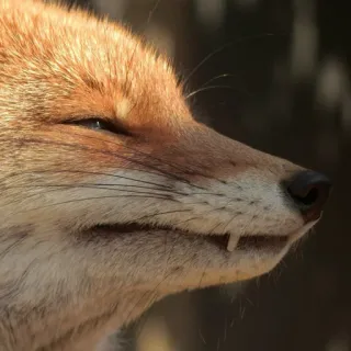🦊 whatsapp sticker
