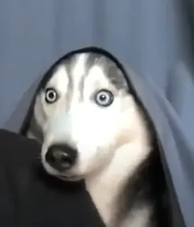 😦 Husky telegram sticker