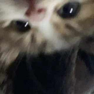 😂 猫, 子猫, ペット, 動物, 可愛い, ネコ科 whatsapp sticker