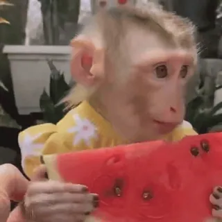 🌟 monkey, animal, watermelon, cute, funny, fruit whatsapp sticker
