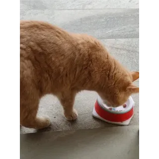 🙂 gato, comendo, animal de estimação, animal, comida, gato laranja, tigela whatsapp sticker