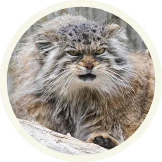 😒 кот, манул, животное, дикий кот, млекопитающее, сердитый, милый telegram sticker