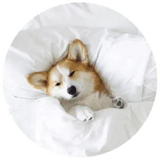 😒 perro, corgi, durmiendo, cama, animal, lindo telegram sticker